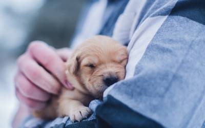 Trends in the veterinary profession